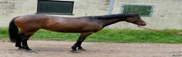 English Thoroughbred horses for sale: Louie 5 year old tb - Advert 7