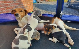 Jack Russell dogs for sale: Jack russell pups  - Image 10