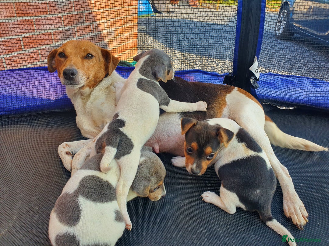 Jack Russell dogs for sale: Jack russell pups  - Image 10