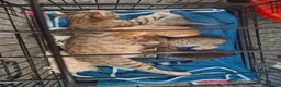 Mixed Breed cats for sale: Bengamese mix litter - Advert 16
