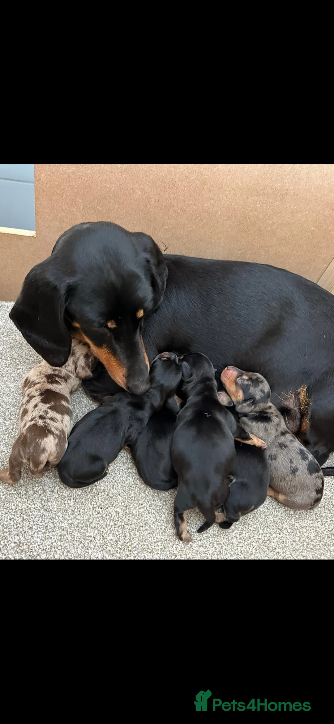 Miniature Dachshund dogs for stud: SILVER DAPPLE STUD KC in Galston - Advert 6