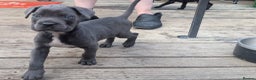 Cane Corso dogs for sale: Champion Lines Cane Corso Puppies *Ready Now** - Advert 8