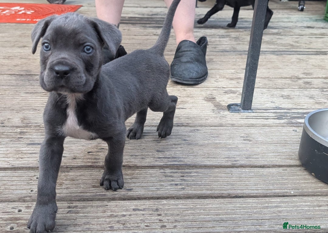 Cane Corso dogs for sale: Champion Lines Cane Corso Puppies *Ready Now** - Advert 8