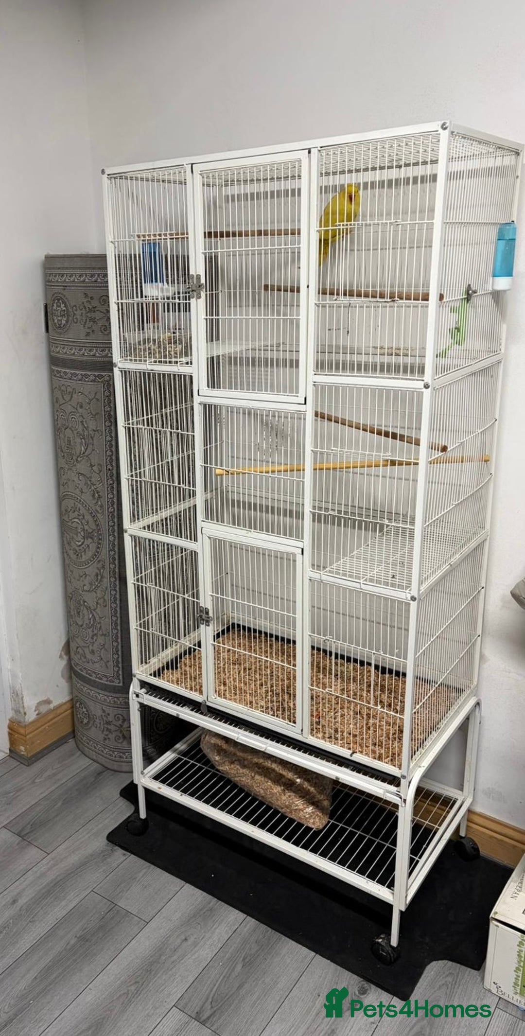 Ringnecks birds for sale: Yellow Lutino Ringneck Parrot - Advert 5