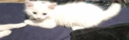 Mixed Breed cats for sale: 5 mixed breed 12 weeks kittens  - Advert 15