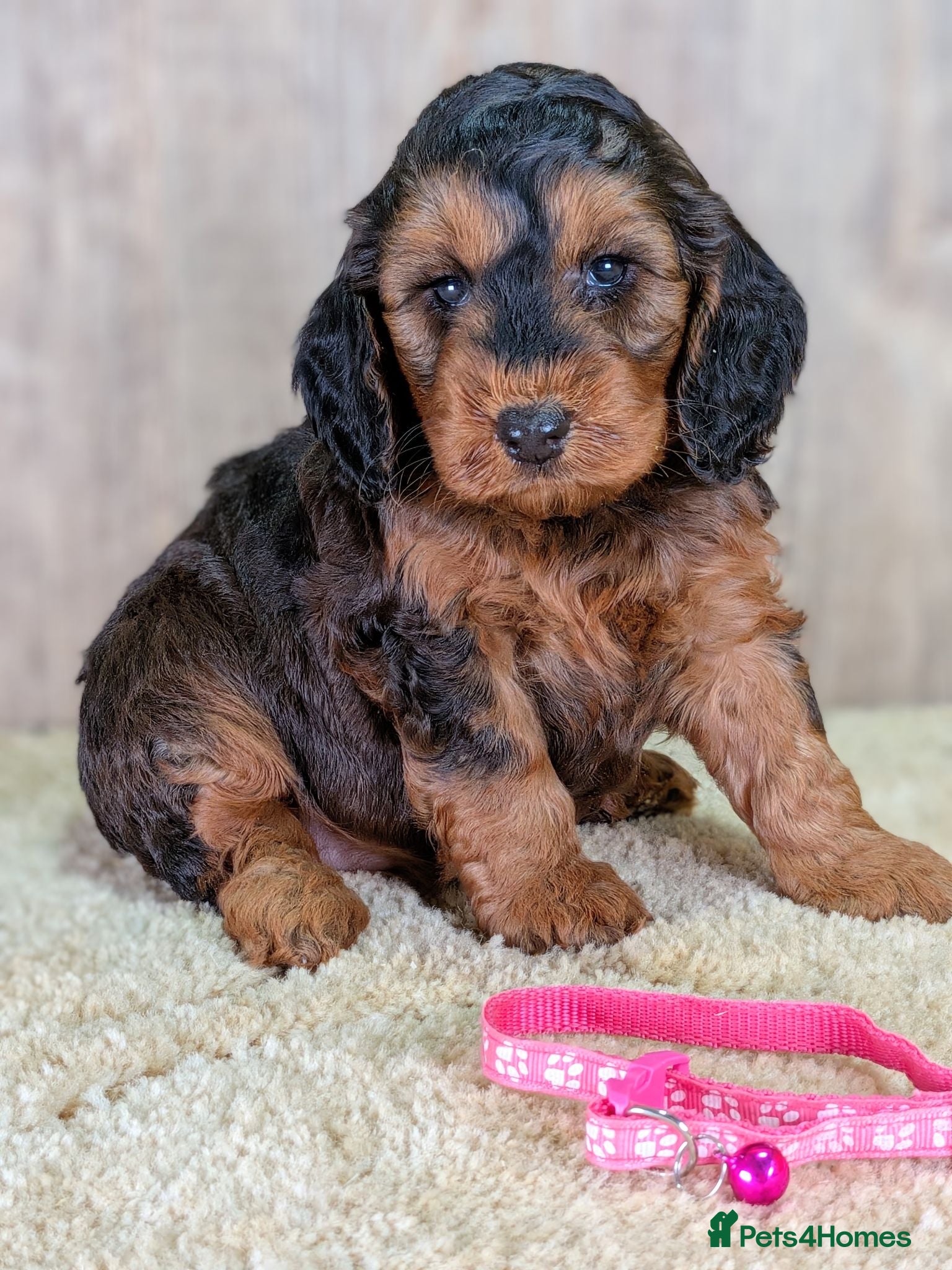 Cockapoo dogs Beautiful F1B Cockapoos - Advert 1
