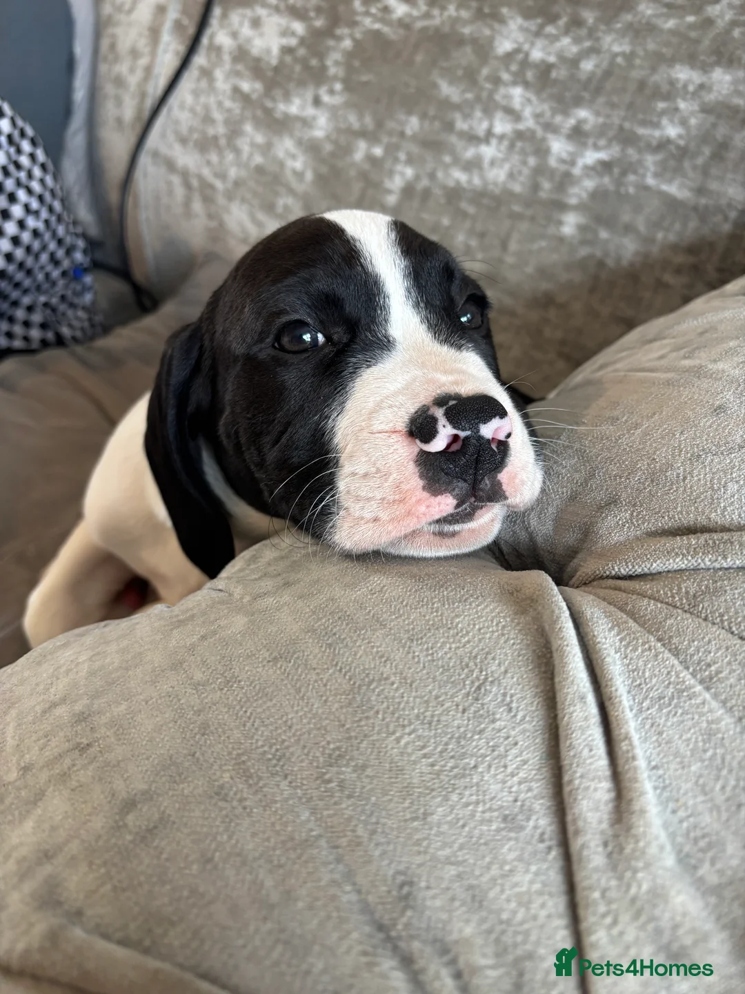 Mixed Breed dogs for sale: Johnson’s American Bulldog X Springer Spaniel in Manchester - Advert 7