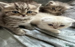 British Shorthair cats for sale: Scottish fold / British short hair  - Image 4