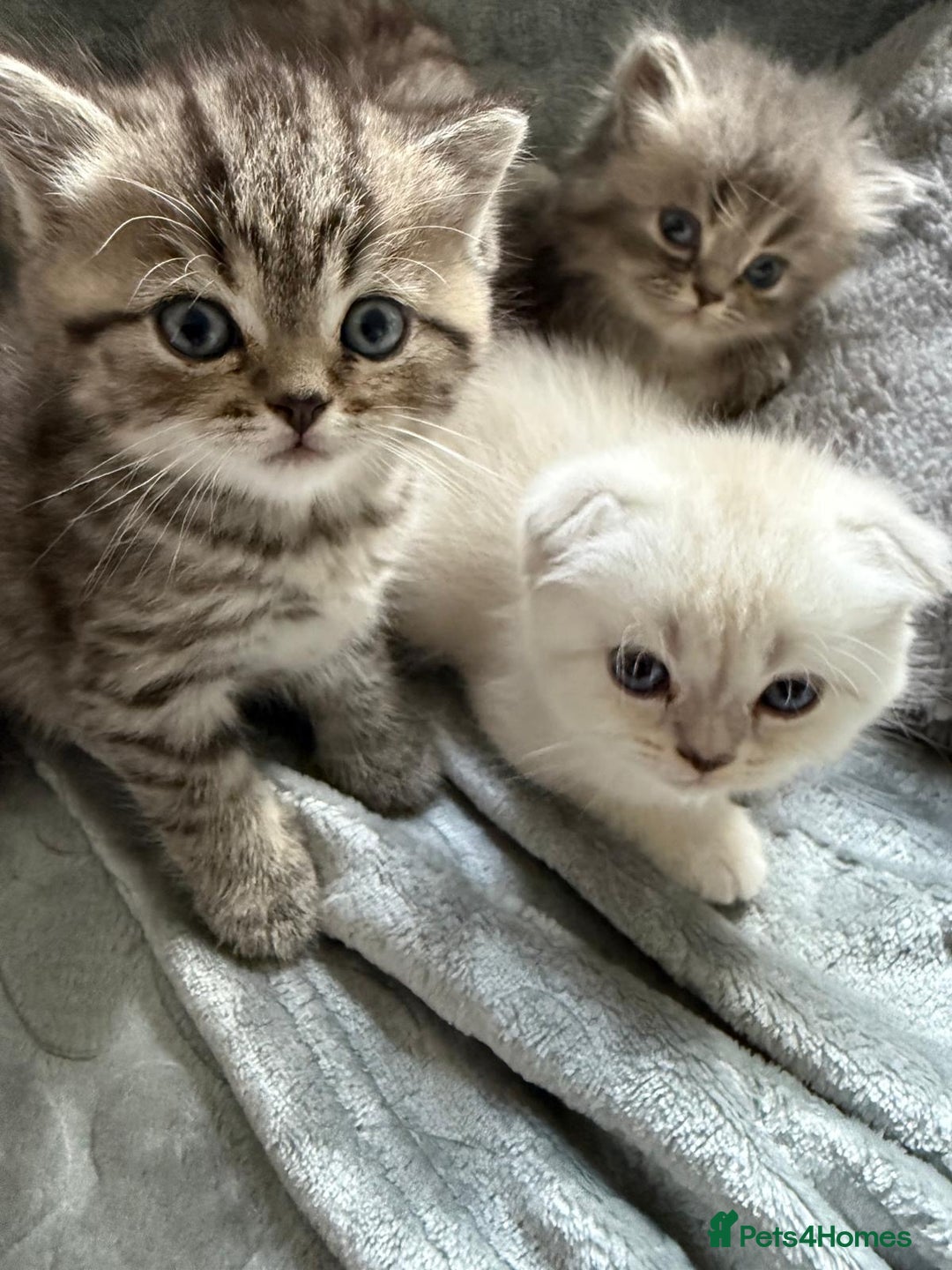 British Shorthair cats for sale: Scottish fold / British short hair  - Image 4