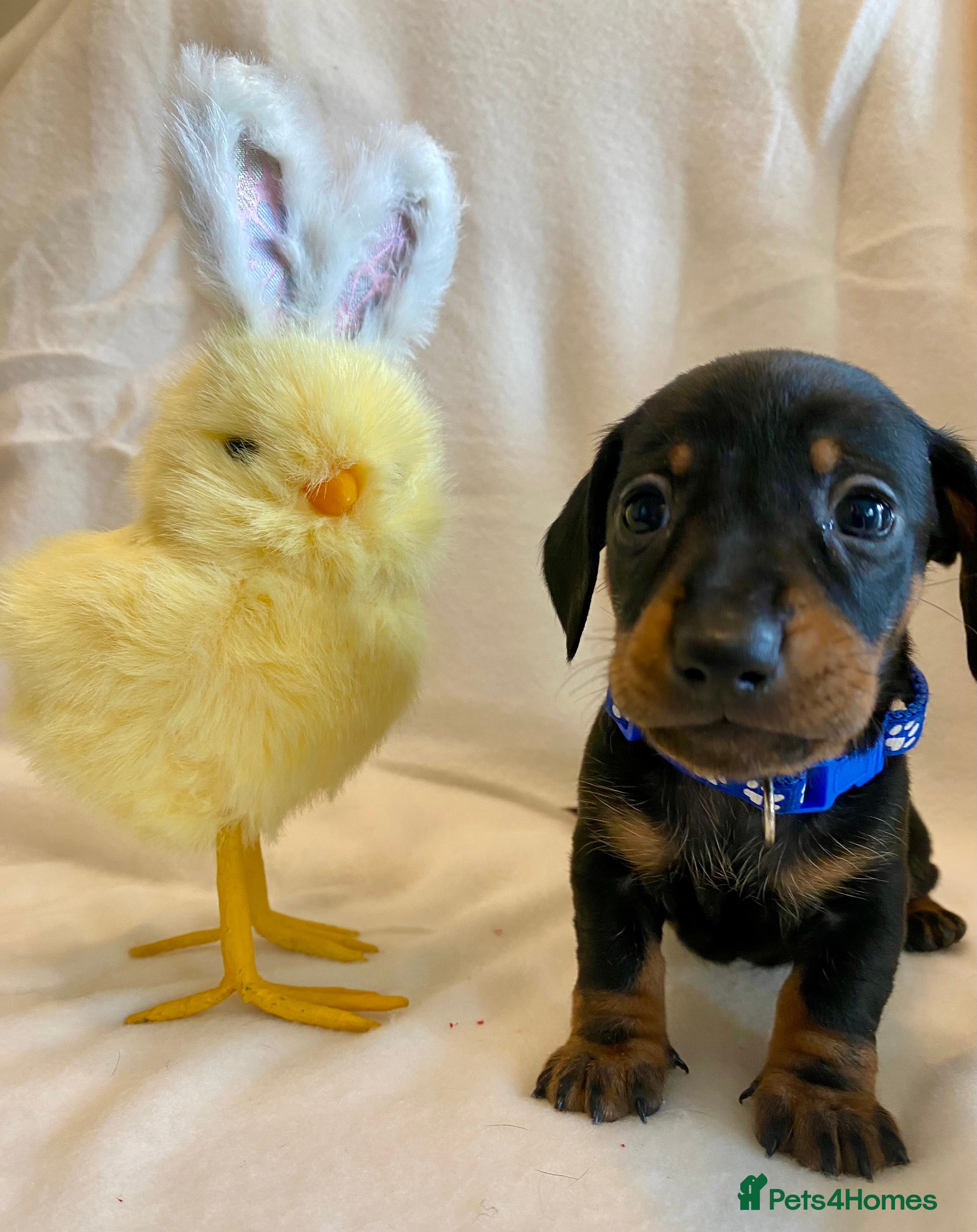 Miniature Dachshund dogs 🐶 READY TO GO TODAY 🐶 - Advert 5