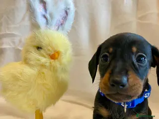 Miniature Dachshund dogs 🐶 READY TO GO TODAY 🐶 - Advert 5