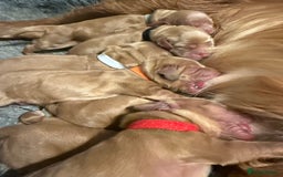 Cocker Spaniel dogs for sale: Show Type Cocker Spaniels - Image 2