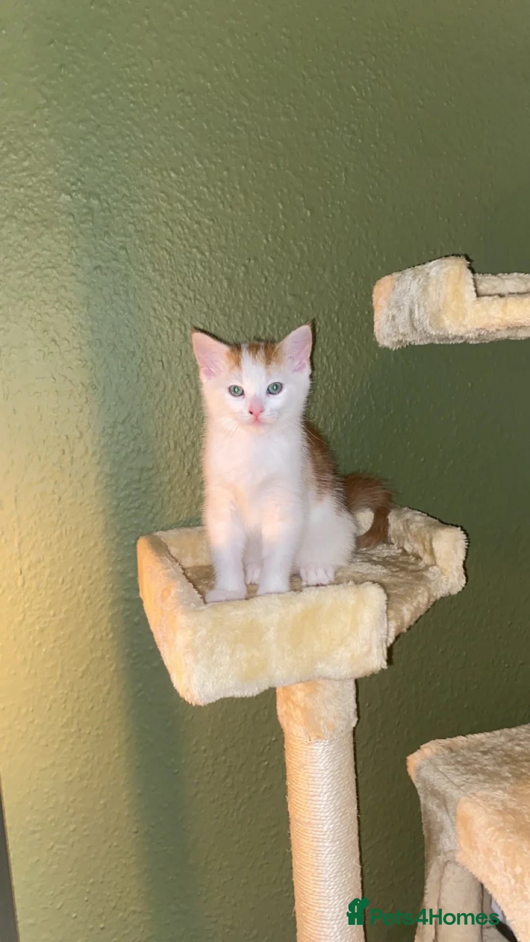 Mixed Breed cats for sale: 3 beautiful kittens - Advert 2