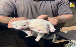 Ferret rodents for sale: Ferrets for sale  - Image 2