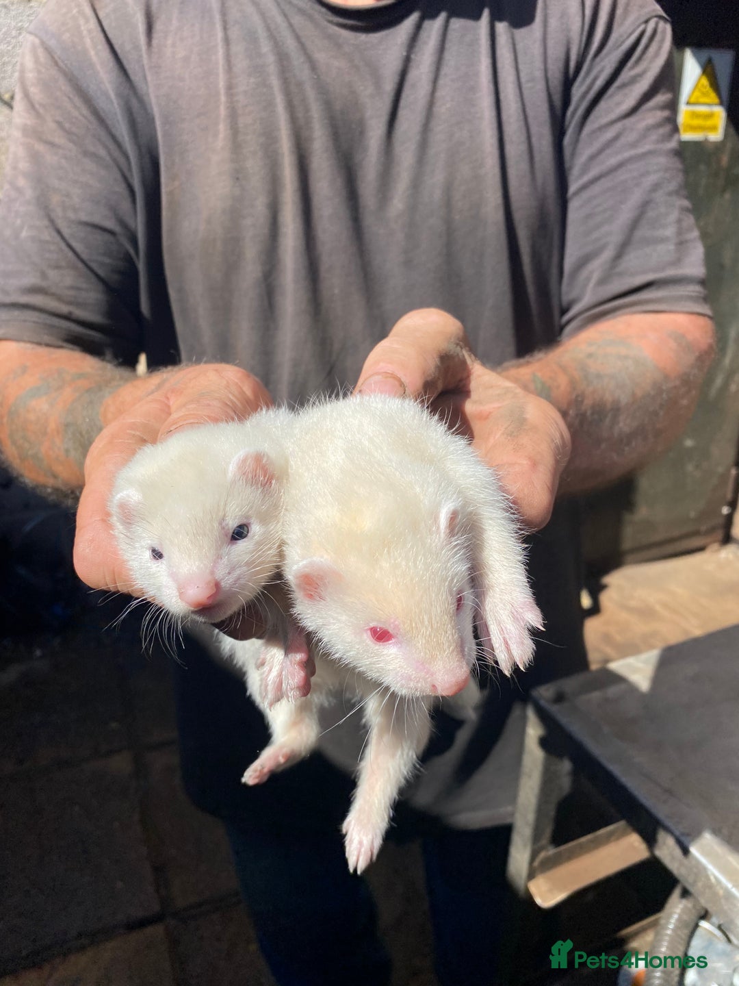 Ferret rodents for sale: Ferrets for sale  - Image 2