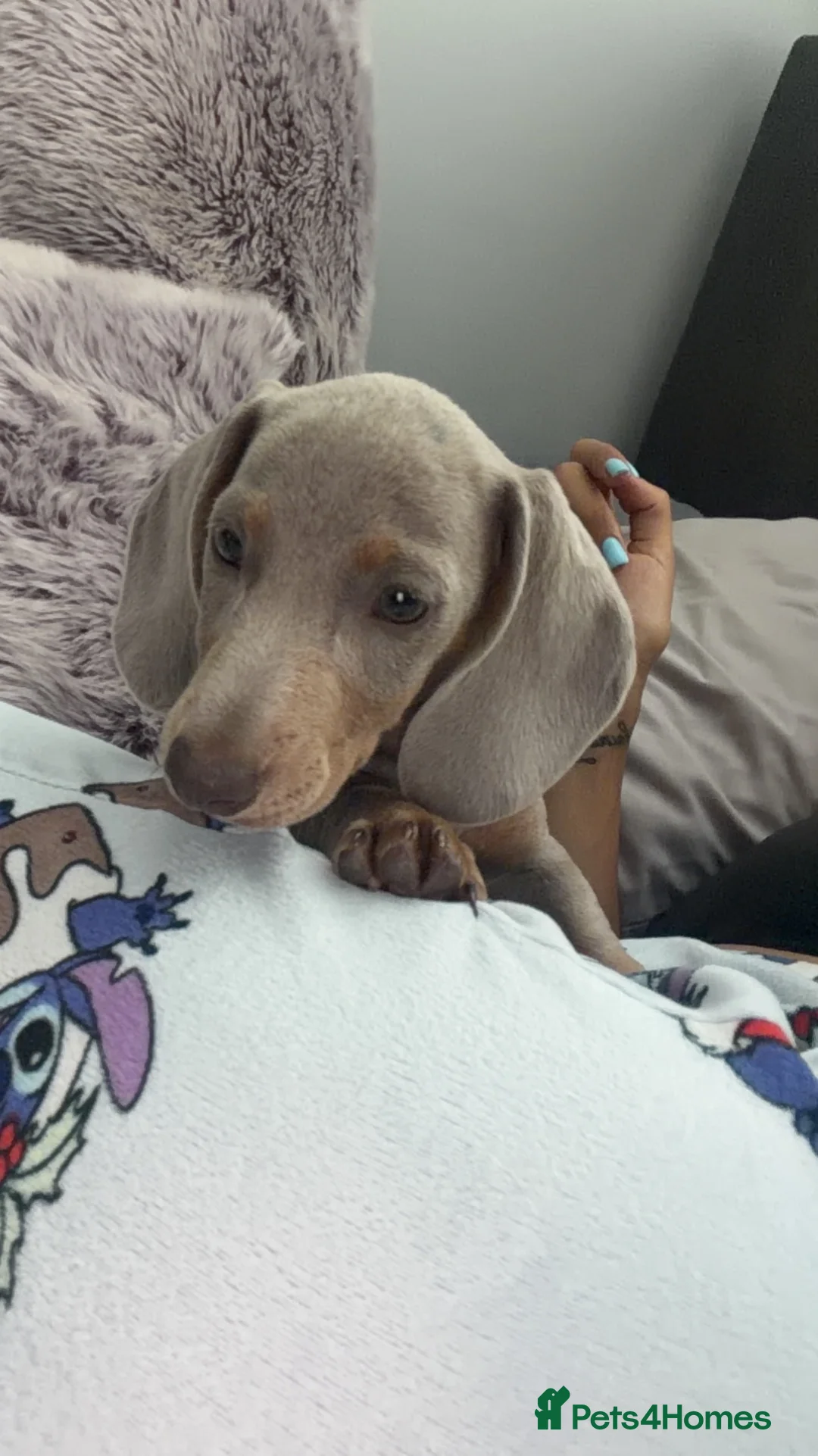 Dachshund dogs for sale: Dashhound - Advert 2