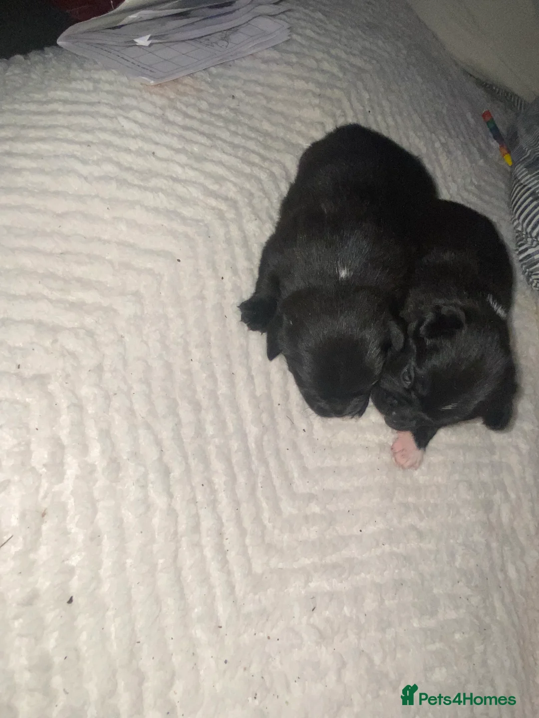 Chug dogs for sale: 3 beautiful chug puppy’s 😍🏡 - Advert 6