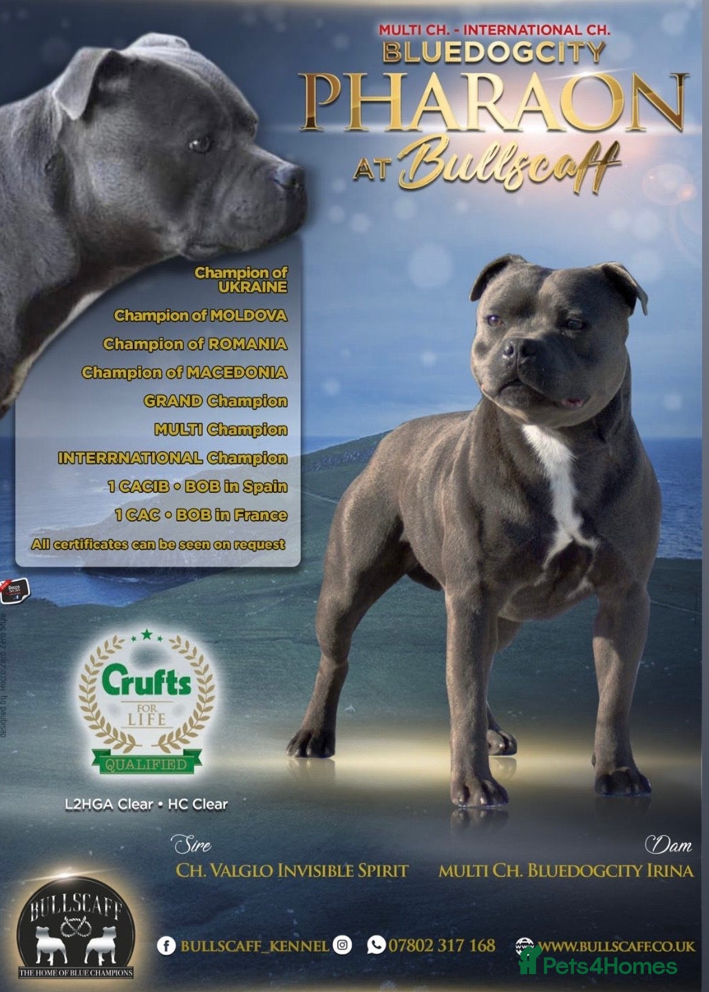 Staffordshire Bull Terrier dogs Blue KC reg BULLSCAFF Staffordshire bull terriers  - Advert 21