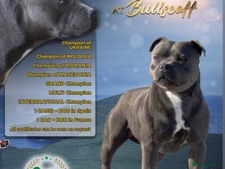Staffordshire Bull Terrier dogs Blue KC reg BULLSCAFF Staffordshire bull terriers - Advert 21