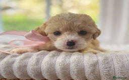 Cavapoochon dogs for sale: Cavapoochon puppies - Image 11