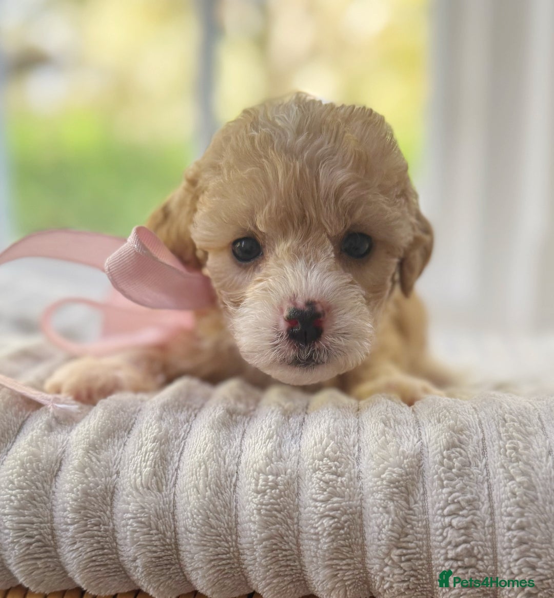 Cavapoochon dogs for sale: Cavapoochon puppies - Image 11