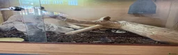 Python Snake reptiles for sale: Royal python female  - Advert 3