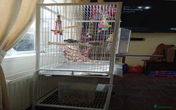 Ringnecks birds for sale: Indian ringneck  - Image 1