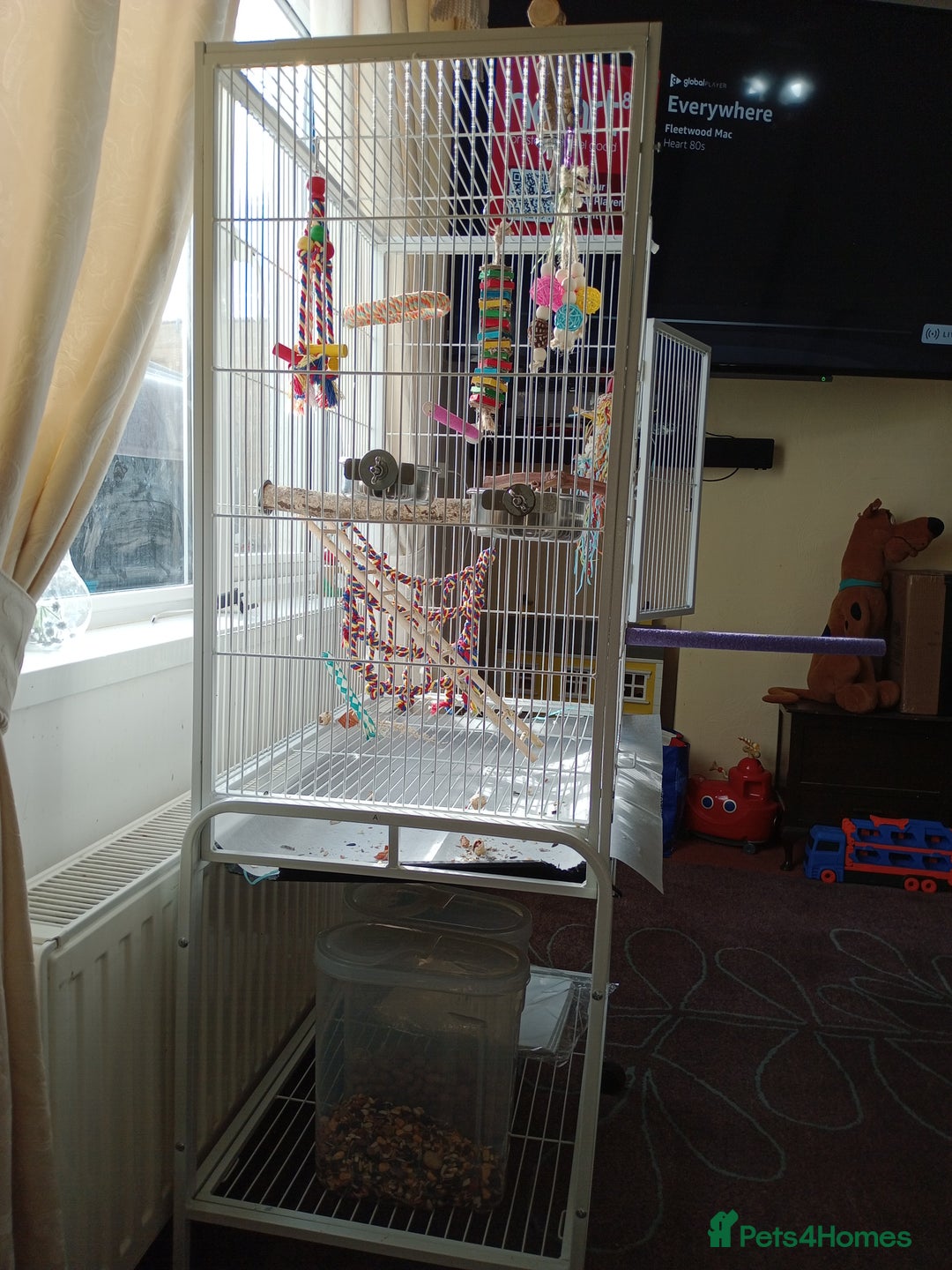 Ringnecks birds for sale: Indian ringneck  - Image 1