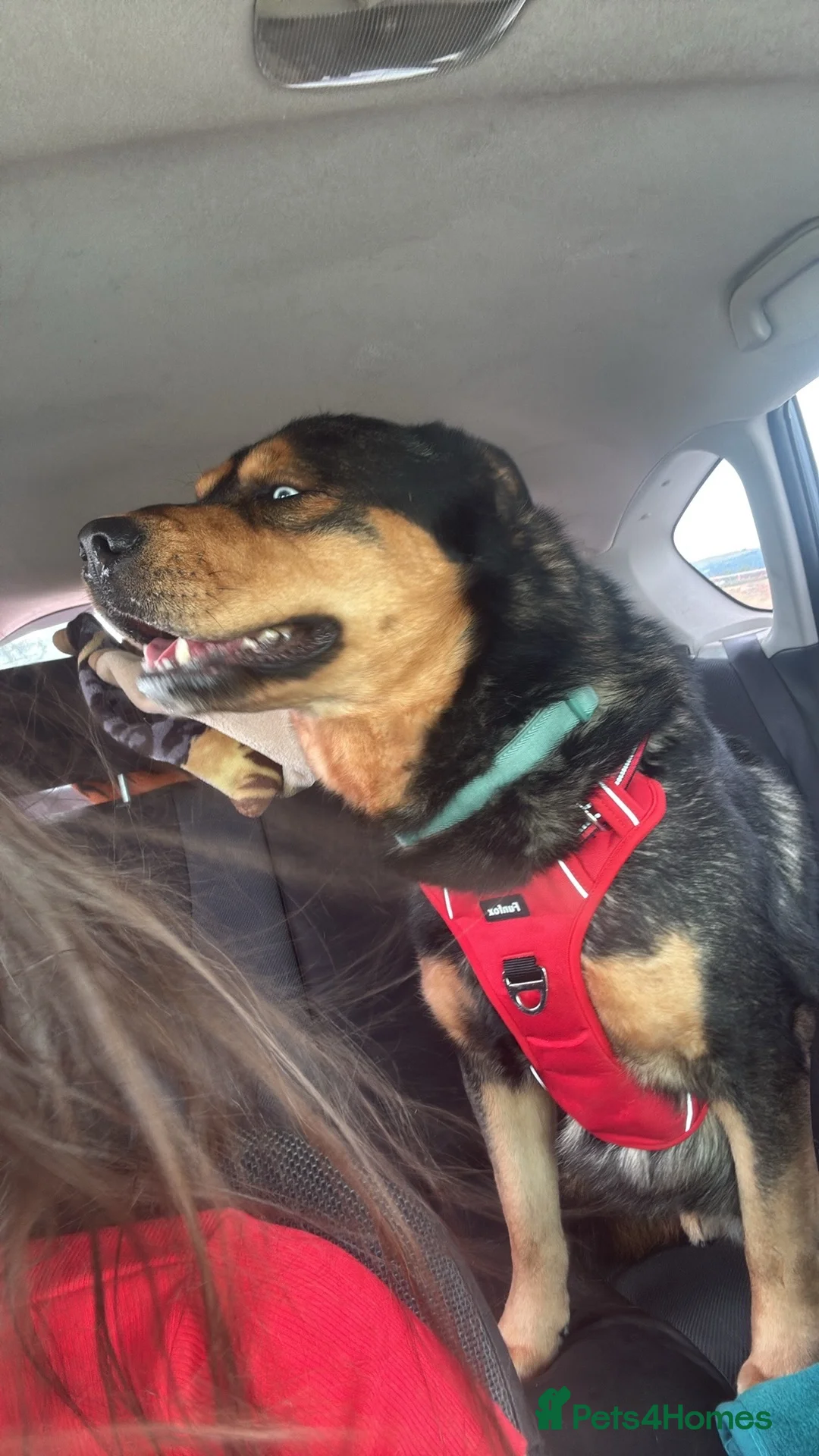 Mixed Breed dogs for stud: Zues  - Advert 2