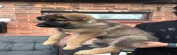 German Shepherd dogs for sale: 9 German shepherd puppies - Advert 20