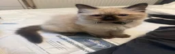 Ragdoll cats for sale: Ragdoll  - Advert 3