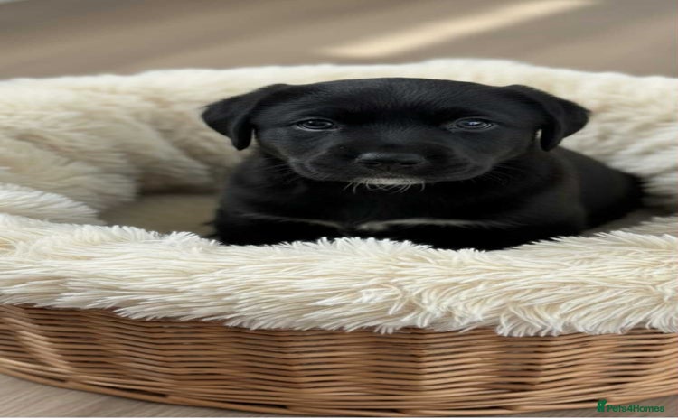 Borador dogs - Advert 8