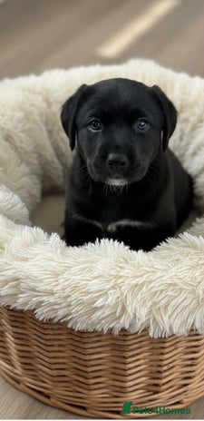 Borador dogs - Advert 1