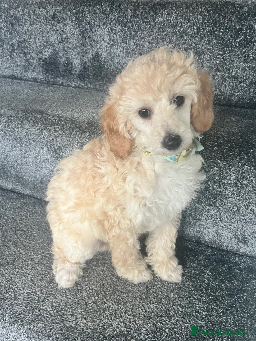 Toy Poodle dogs for sale: Adorable toy poodle girl puppy 11 weeks  - Advert 1