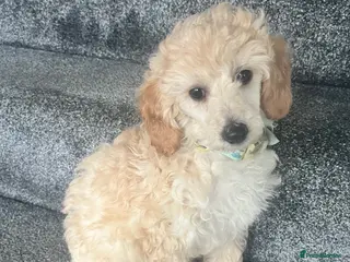 Toy Poodle dogs Adorable toy poodle girl puppy 11 weeks - Advert 8