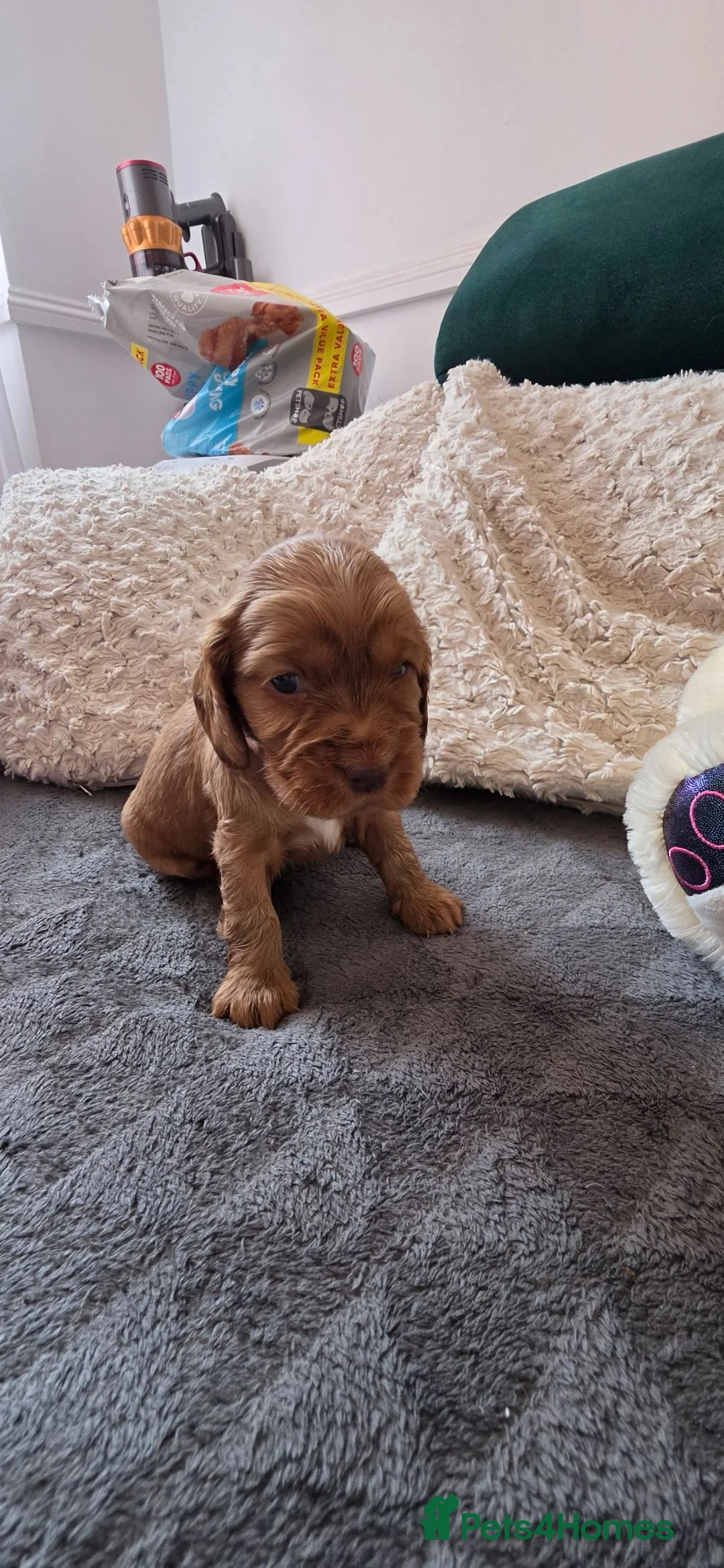 Cocker Spaniel dogs for sale: Cocker spaniel KC registered  in Reading - Advert 2