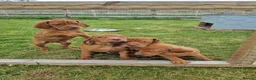 Hungarian Vizsla dogs for sale: Stunning Working Bred KC Hungarian Vizsla puppies  - Advert 12