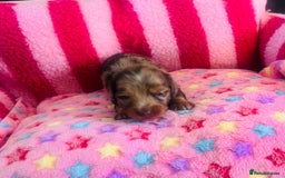Miniature Dachshund dogs for sale: Stunning minature dachshund puppies - Image 18