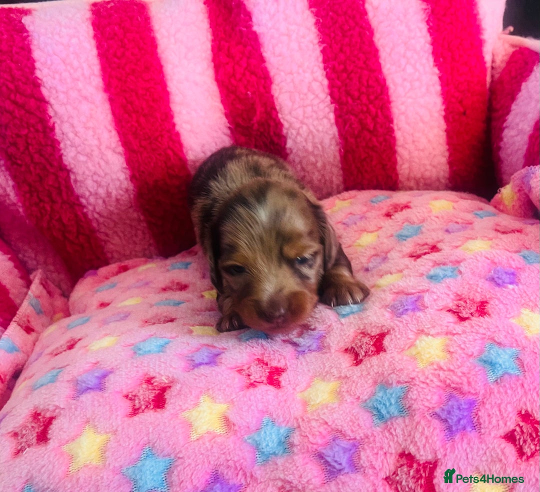Miniature Dachshund dogs for sale: Stunning minature dachshund puppies - Image 18