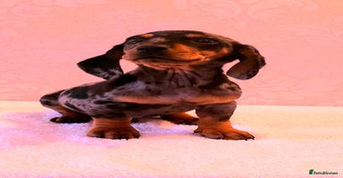 Dachshund dogs - Advert 13