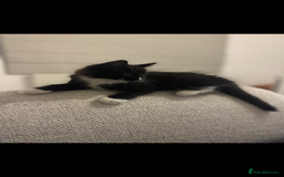 Domestic Shorthair cats for sale: Kitten 5 months old - Image 2