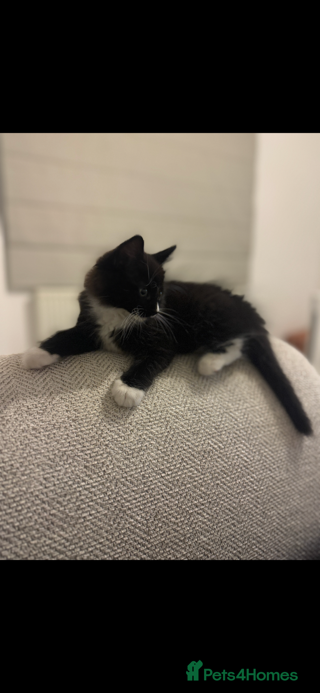 Domestic Shorthair cats for sale: Kitten 5 months old - Image 2