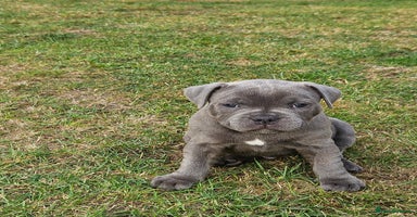 Staffordshire Bull Terrier dogs - Advert 1