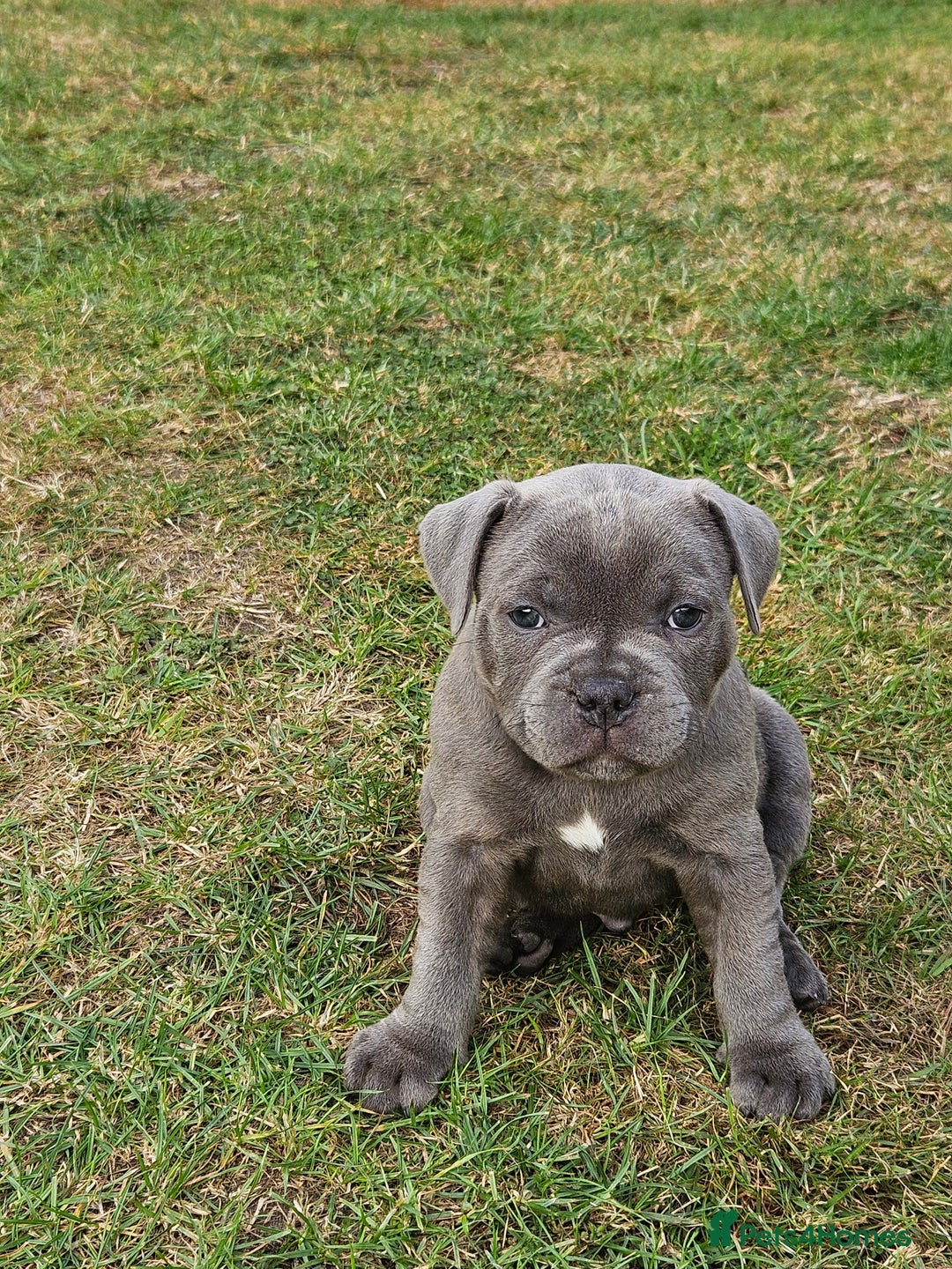 Staffordshire Bull Terrier dogs for sale: Staffordshire Bull Terrier boys - Image 2