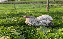 Chickens poultry for sale: Silver Laced Orpington Pair  - Image 1