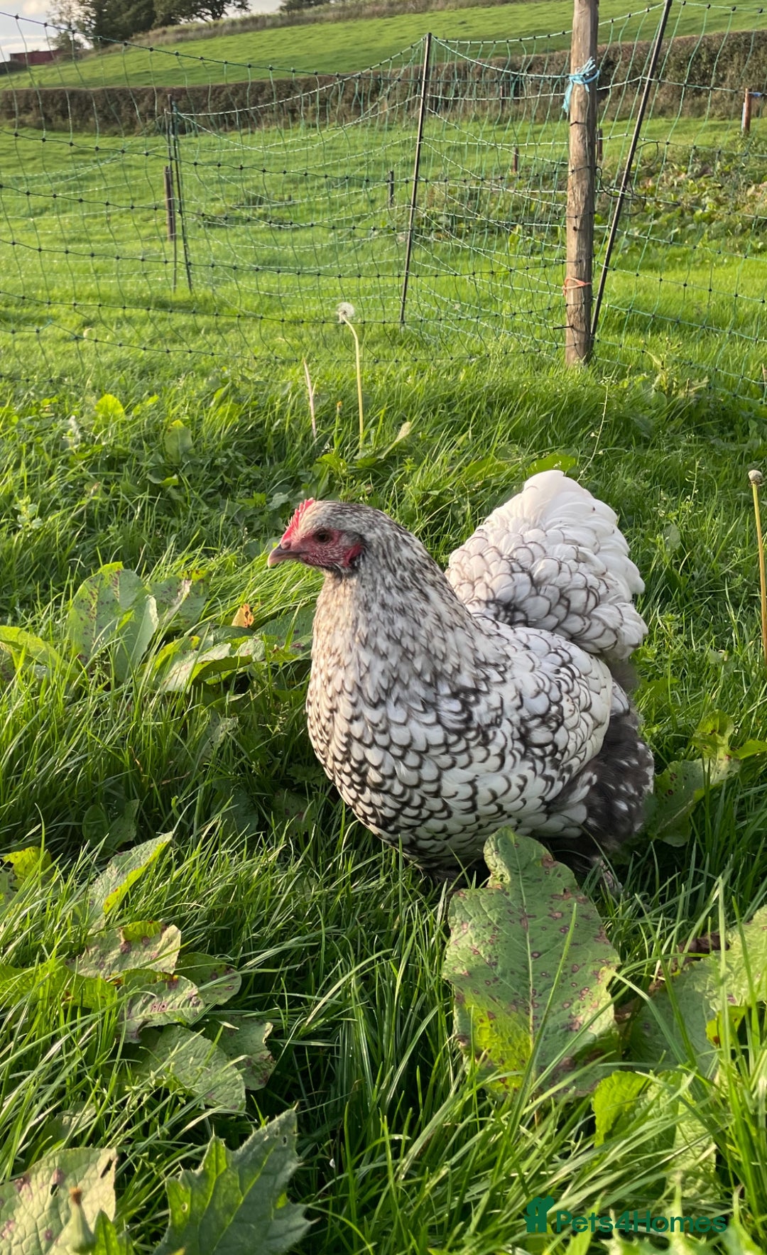 Chickens poultry for sale: Silver Laced Orpington Pair  - Image 1