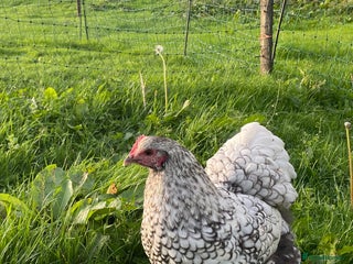 Chickens poultry - Advert 32