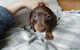 Miniature Dachshund dogs for sale: READY FOR NEW HOME Miniature Dachshund  - Image 7
