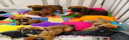 Boxer dogs for sale: Boxerx - Advert 5