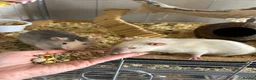 Rat rodents for sale: 4x rats and cage looking for rehoming read ad - Advert 3